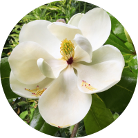 Sierboom kopen | Magnolia | Gardline
